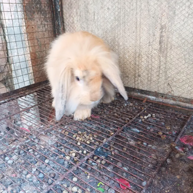 hiland loop Breeder female — photo 11