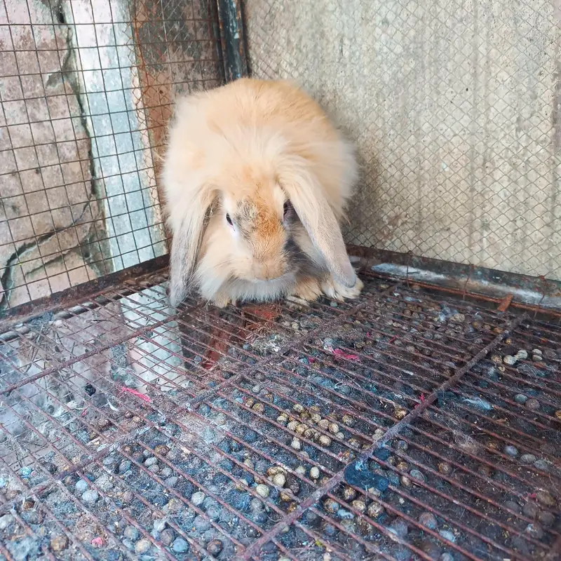 hiland loop Breeder female — photo 12