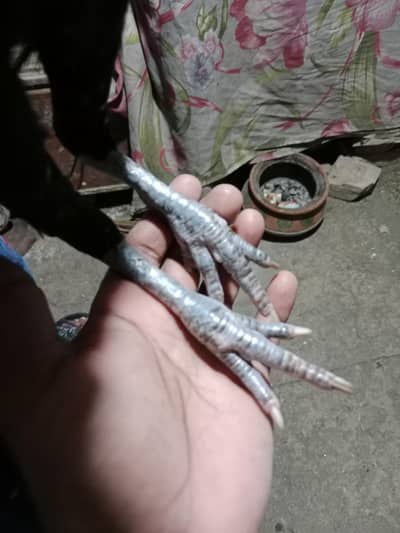 Mianwali Aseel Female