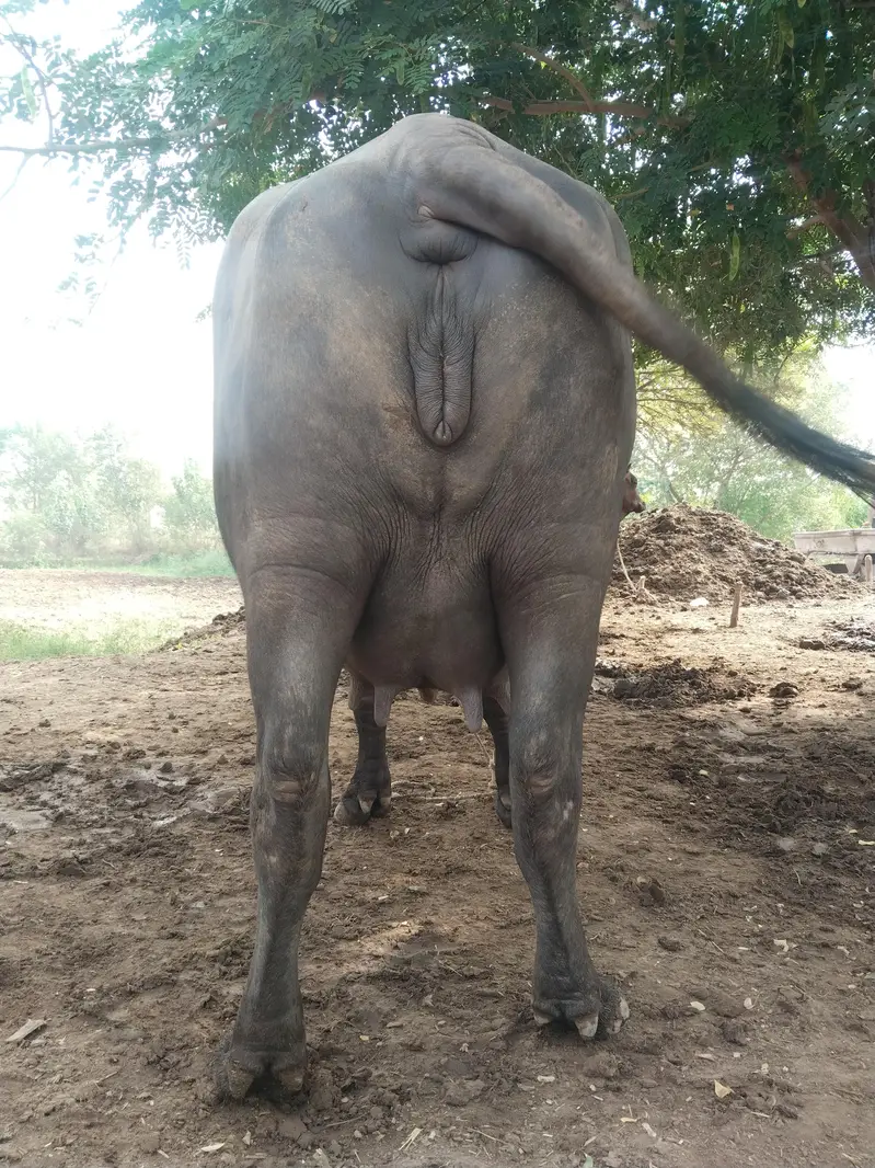 نیلی راوی خوبصورت جھوٹی - سونے کے بالکل قریب — photo 2