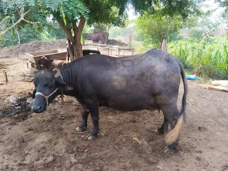 نیلی راوی خوبصورت جھوٹی - سونے کے بالکل قریب — photo 4