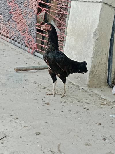 Adult White Heera Aseel Breeder Male