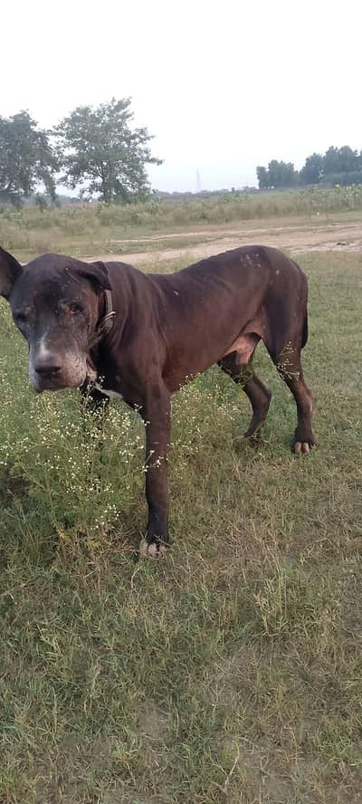 old bully dogs Nagi breed