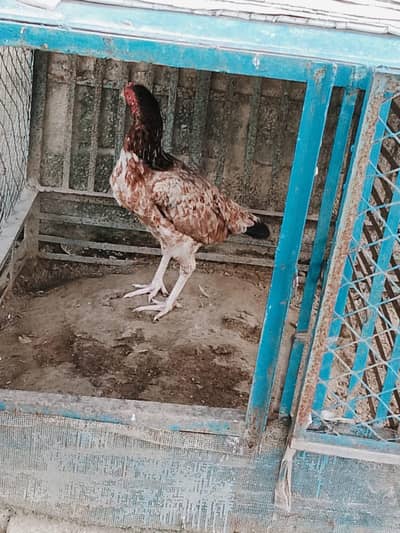 Murghi for sale ha