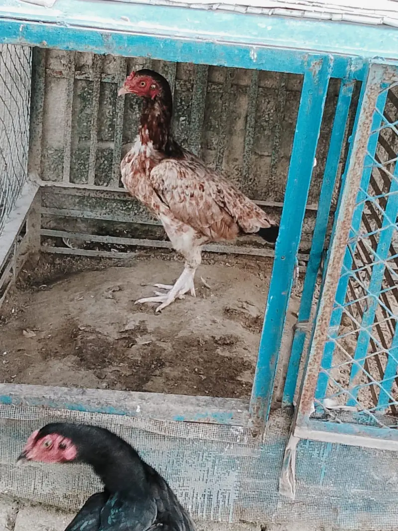 Murghi for sale ha — photo 2