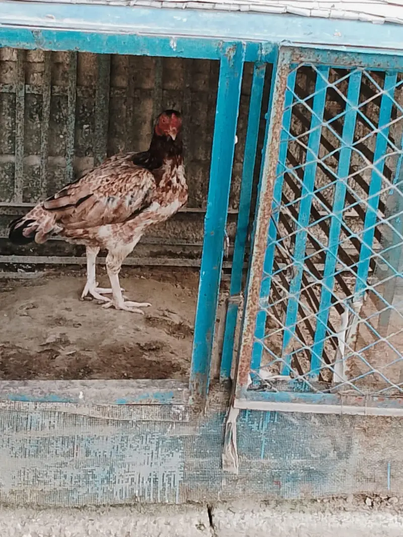 Murghi for sale ha — photo 3