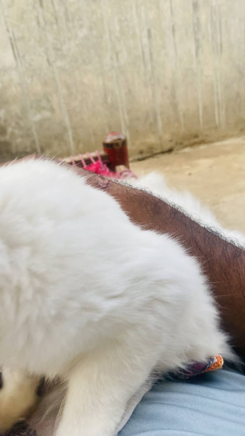 03704895119 2