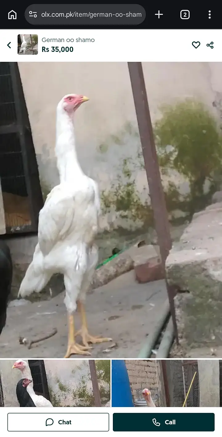 Aseel eggs available — photo 5