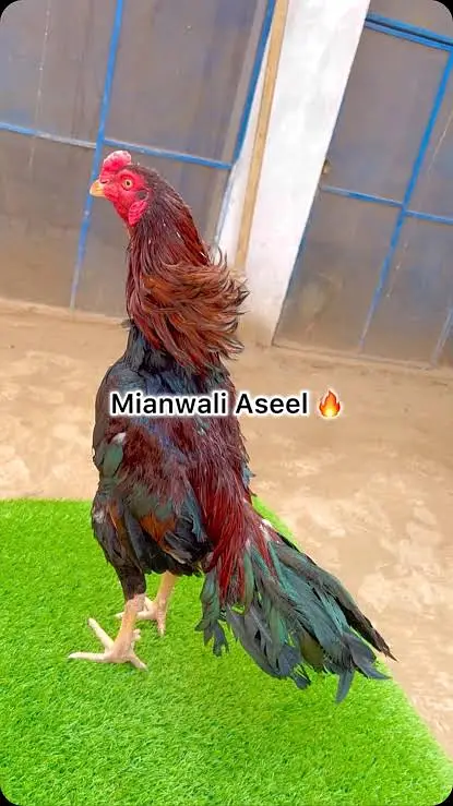 Aseel eggs available — photo 6