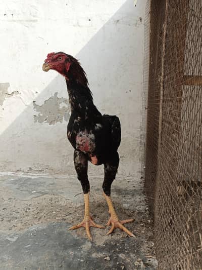 Pure Japanese Oh and Chu Shamo Pathy Age 6 months, Lakha color