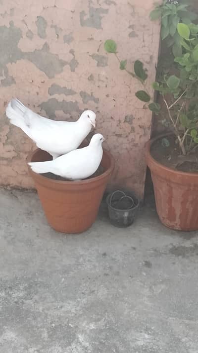 king breeder pair