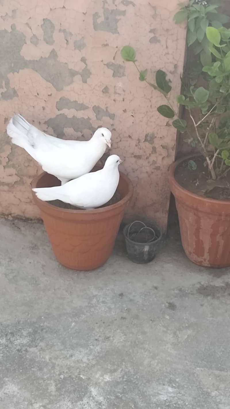 king breeder pair 0