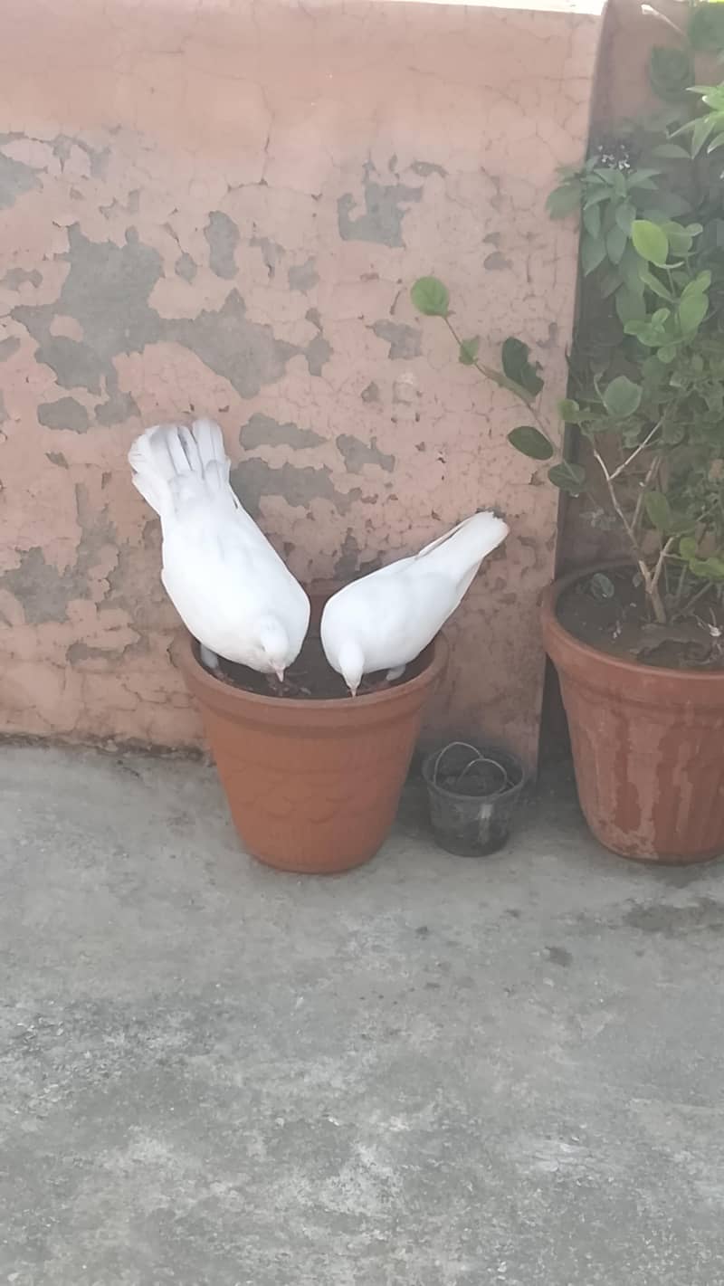 king breeder pair 1