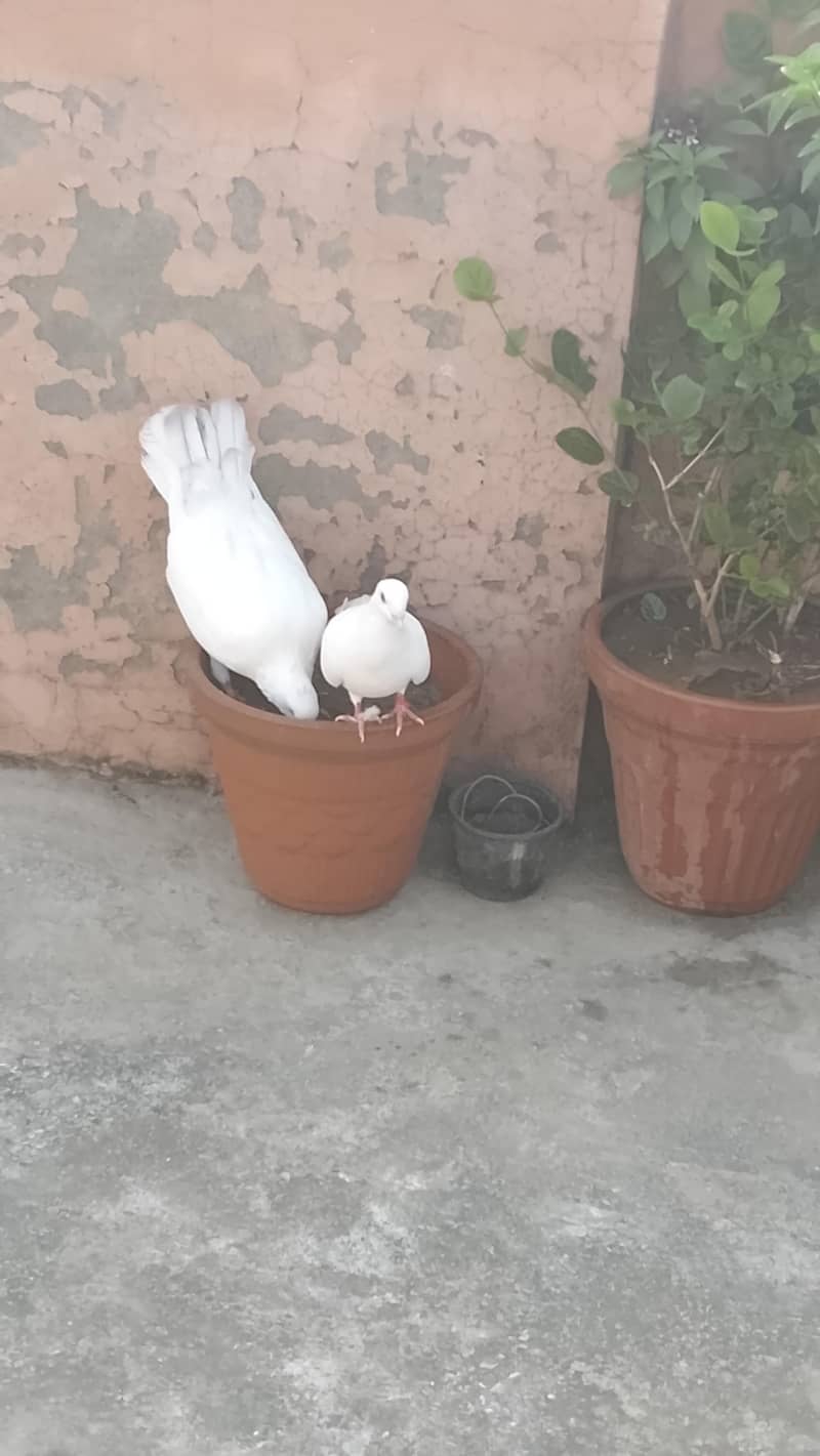 king breeder pair 2
