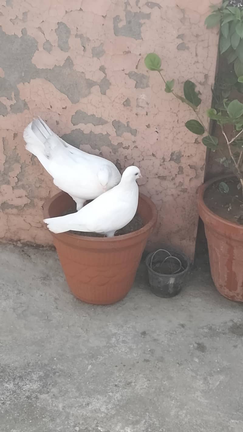 king breeder pair 3