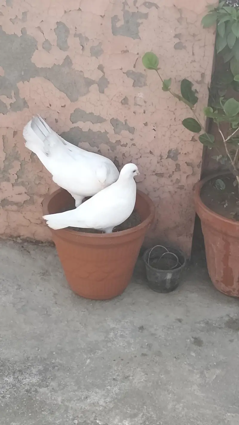 king breeder pair — photo 4