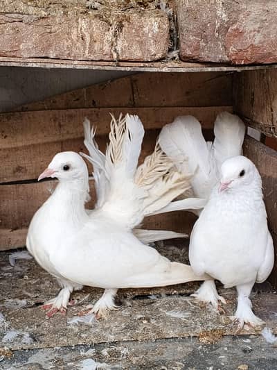 White Lakky kabootar Pair for sale Breeder Pair 2200 Final