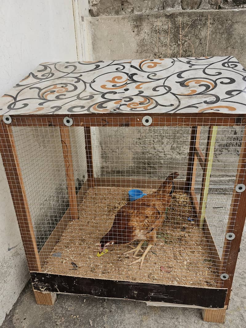 New cage 1