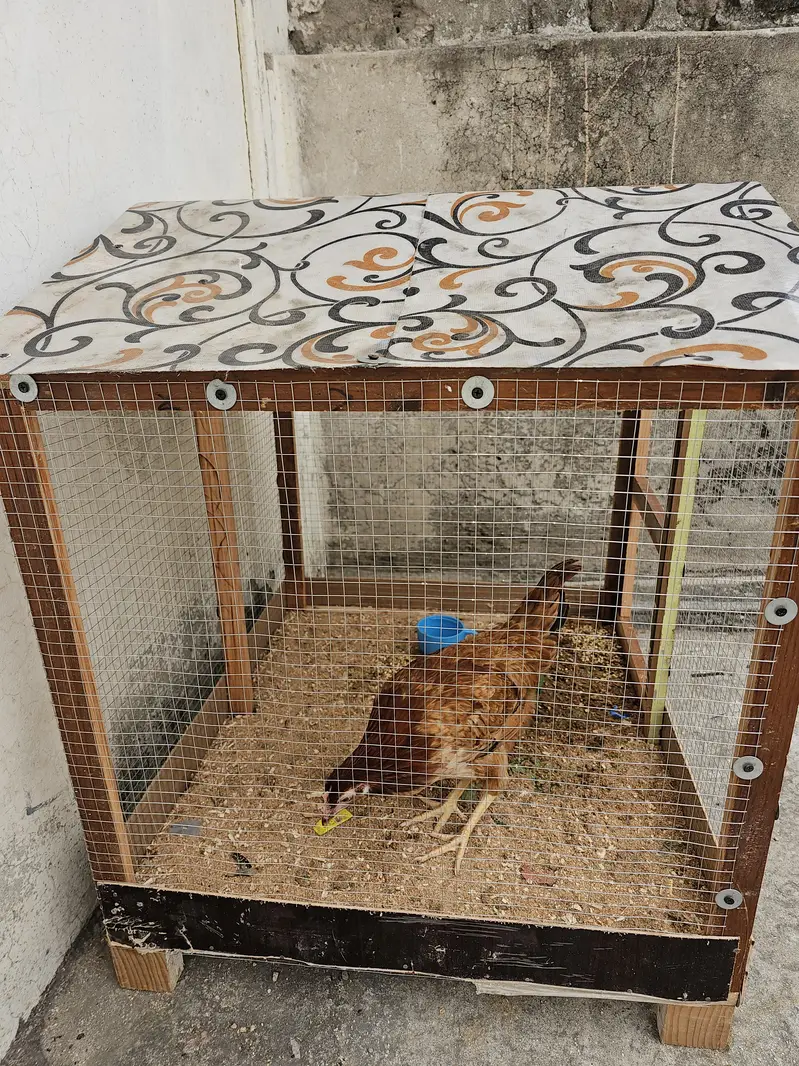New cage — photo 2