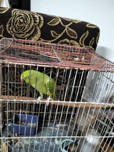 ringneck parrot for sale