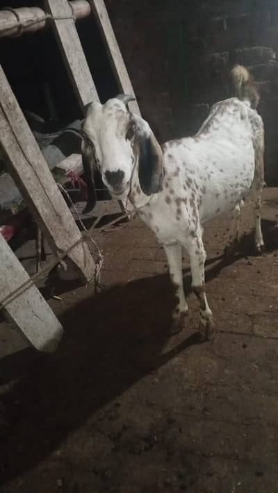deasi or bital bakri gaban ha sor fale 03274584705