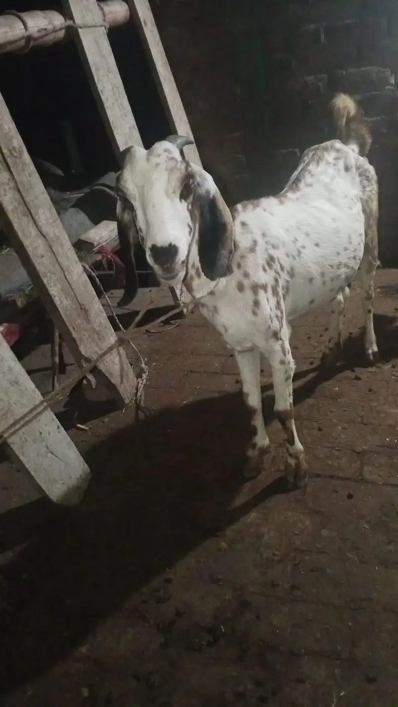 deasi or bital bakri gaban ha sor fale 03274584705 — photo 2