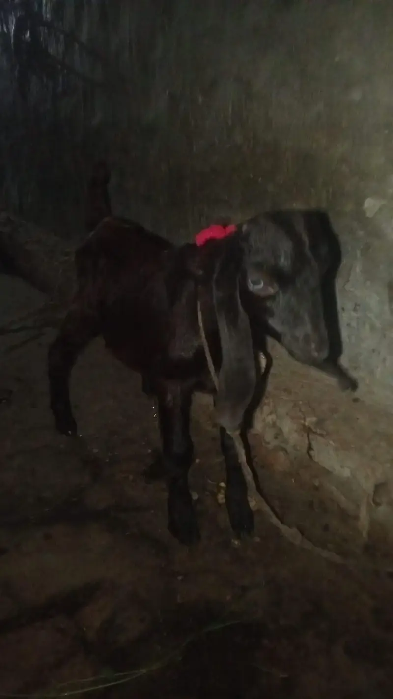 deasi or bital bakri gaban ha sor fale 03274584705 — photo 3