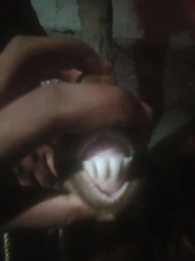 deasi or bital bakri gaban ha sor fale 03274584705 — photo 4