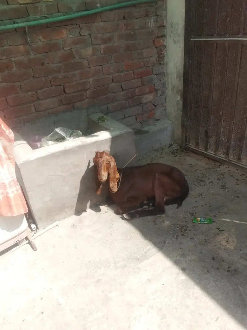 deasi or bital bakri gaban ha sor fale 03274584705 — photo 5