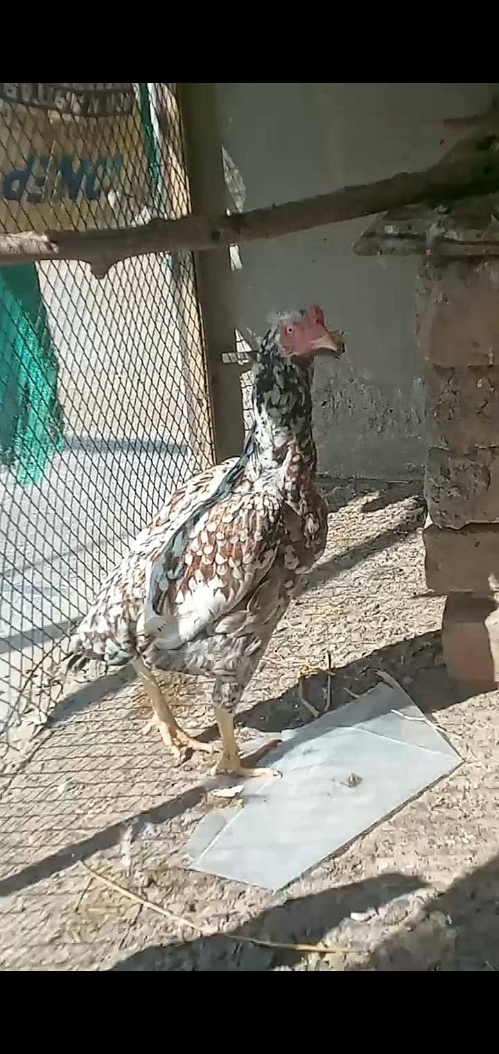 aseel madi 0