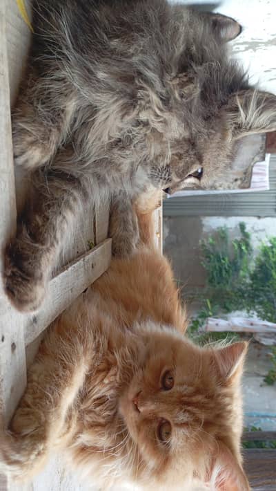 Persian Cats
