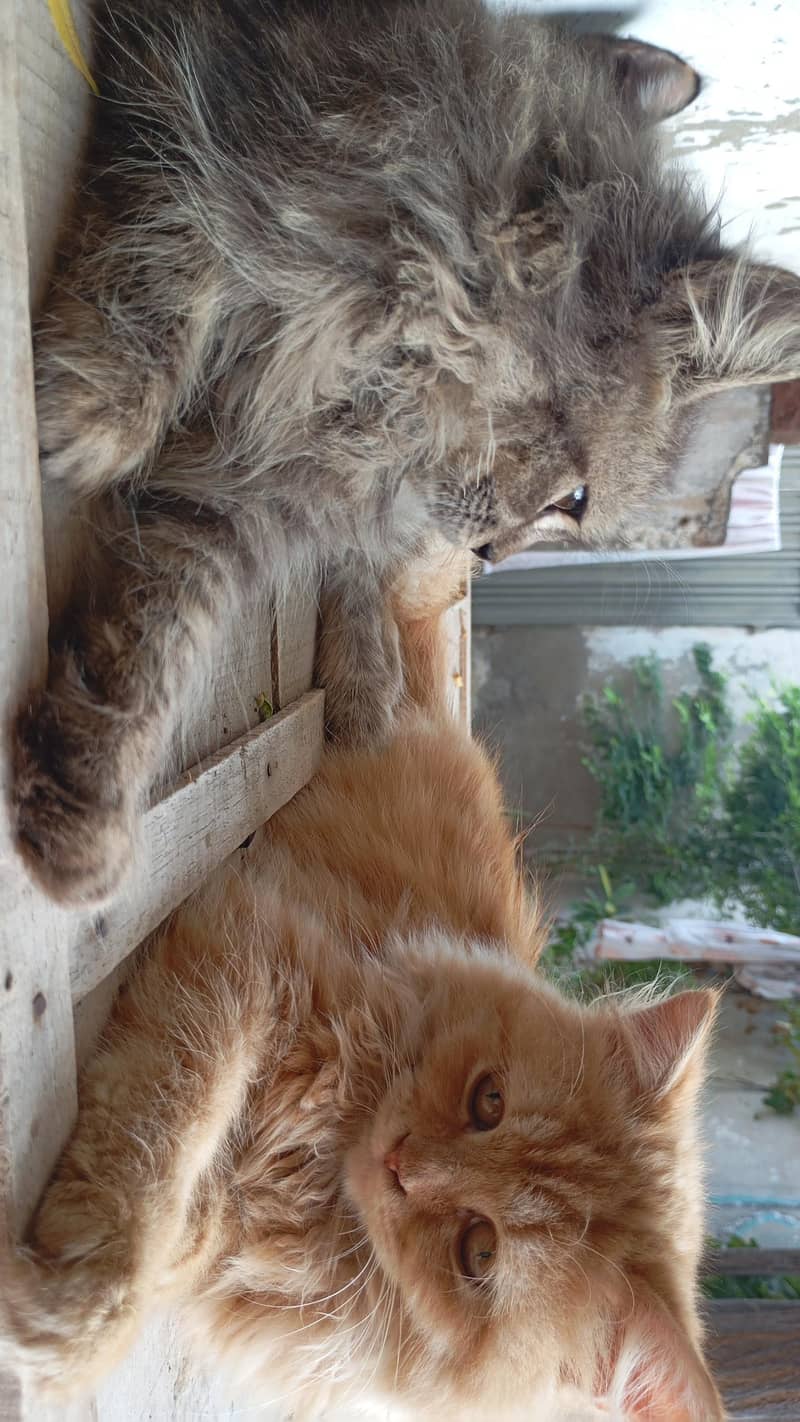 Persian Cats 0