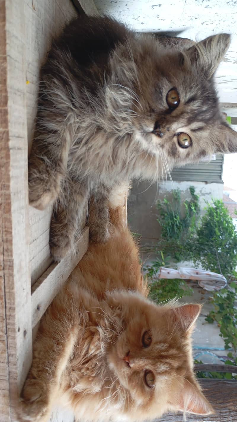 Persian Cats 1