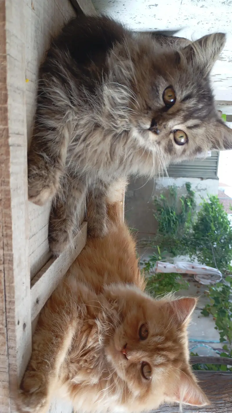 Persian Cats — photo 2