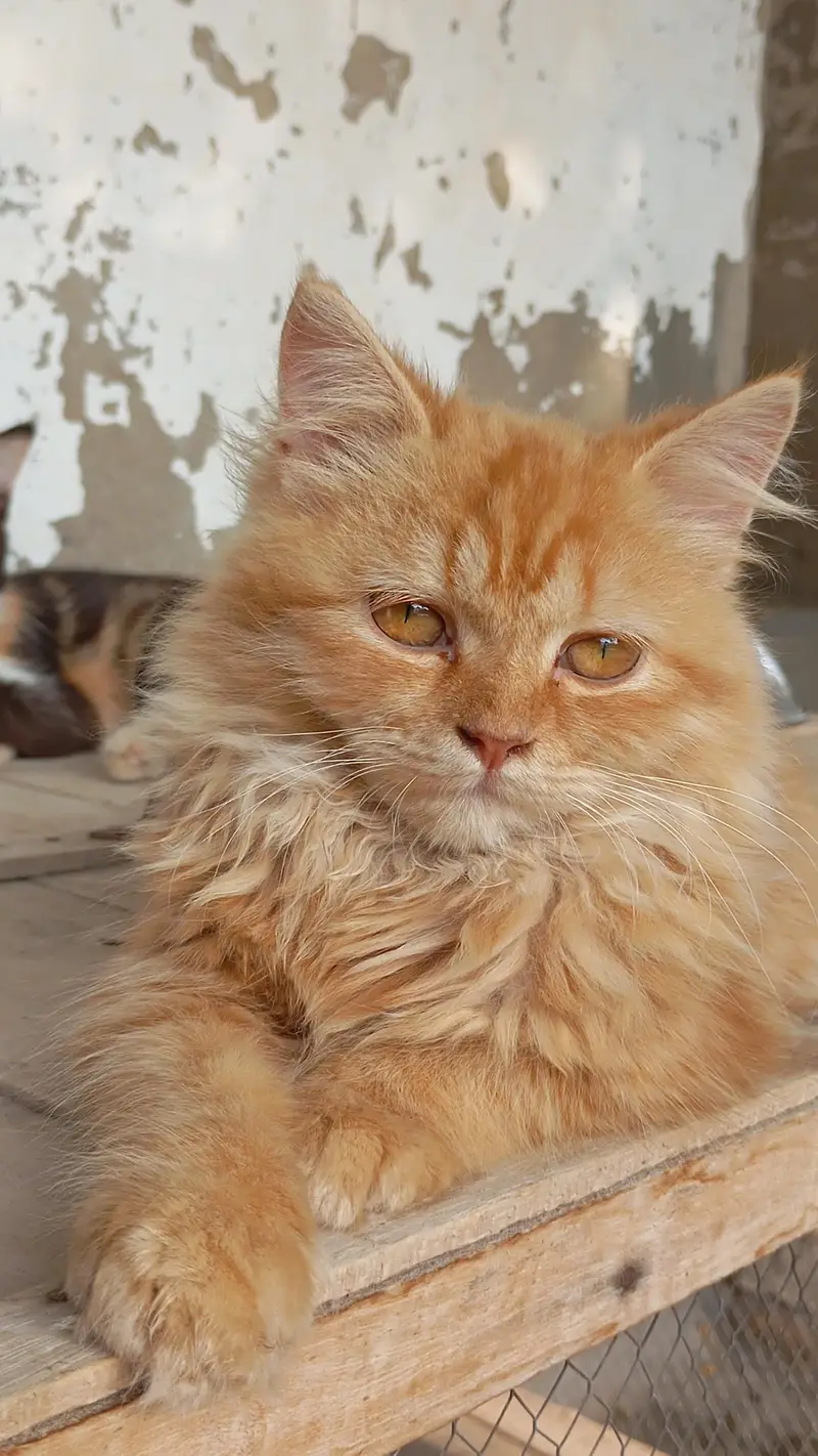 Persian Cats — photo 3