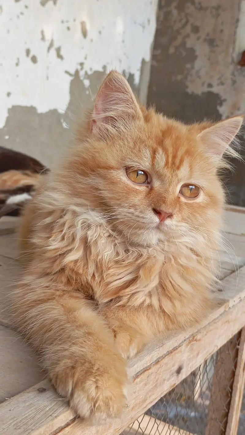 Persian Cats — photo 4