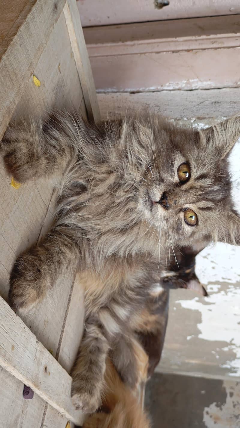 Persian Cats 4