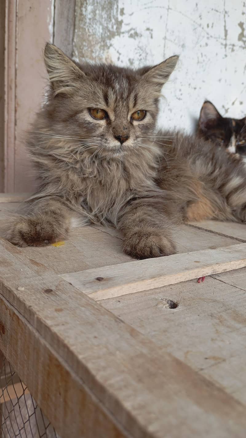 Persian Cats 5