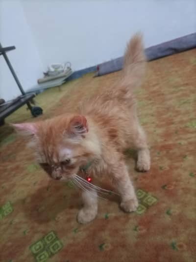 Persian cat