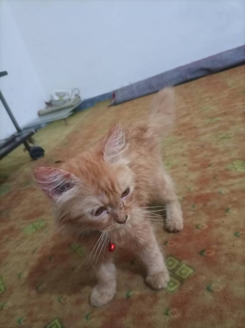 Persian cat 1