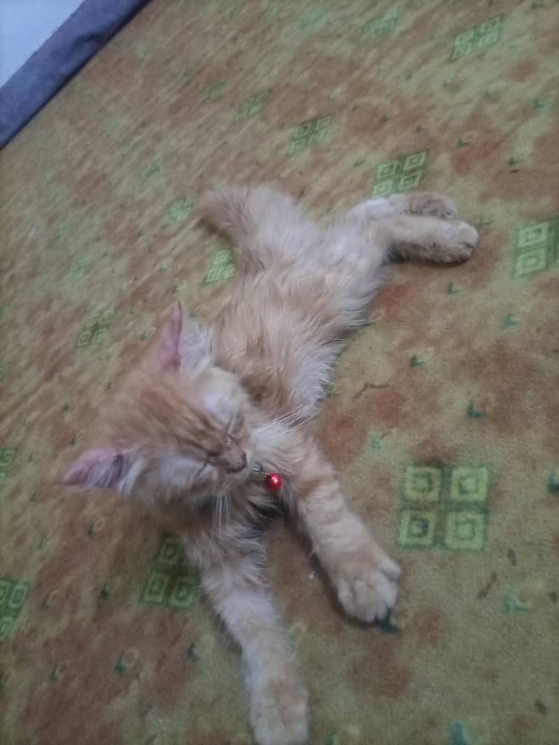Persian cat 2