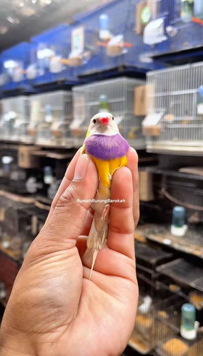 3 pair goldin canfarm pair