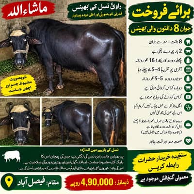 03138259219 03138259209 acha janwer Hy Rakh y Wala