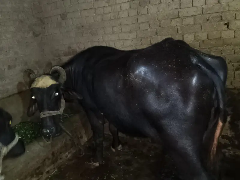 03138259219 03138259209 acha janwer Hy Rakh y Wala — photo 4