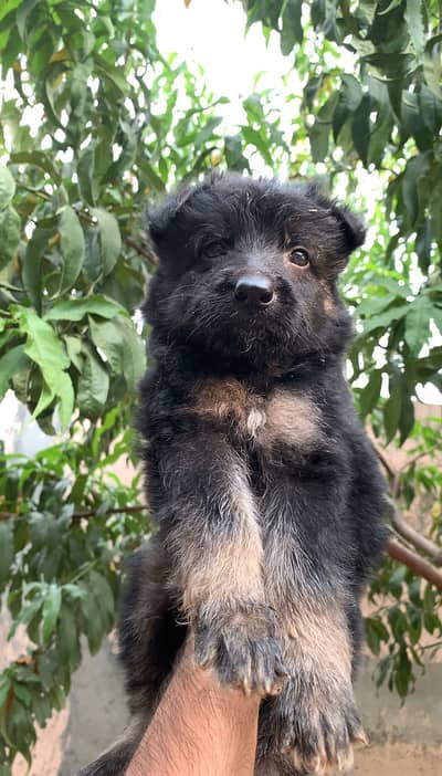 German shepherd puppies