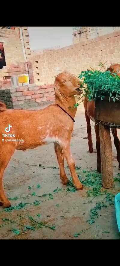 dasi bakra bacha