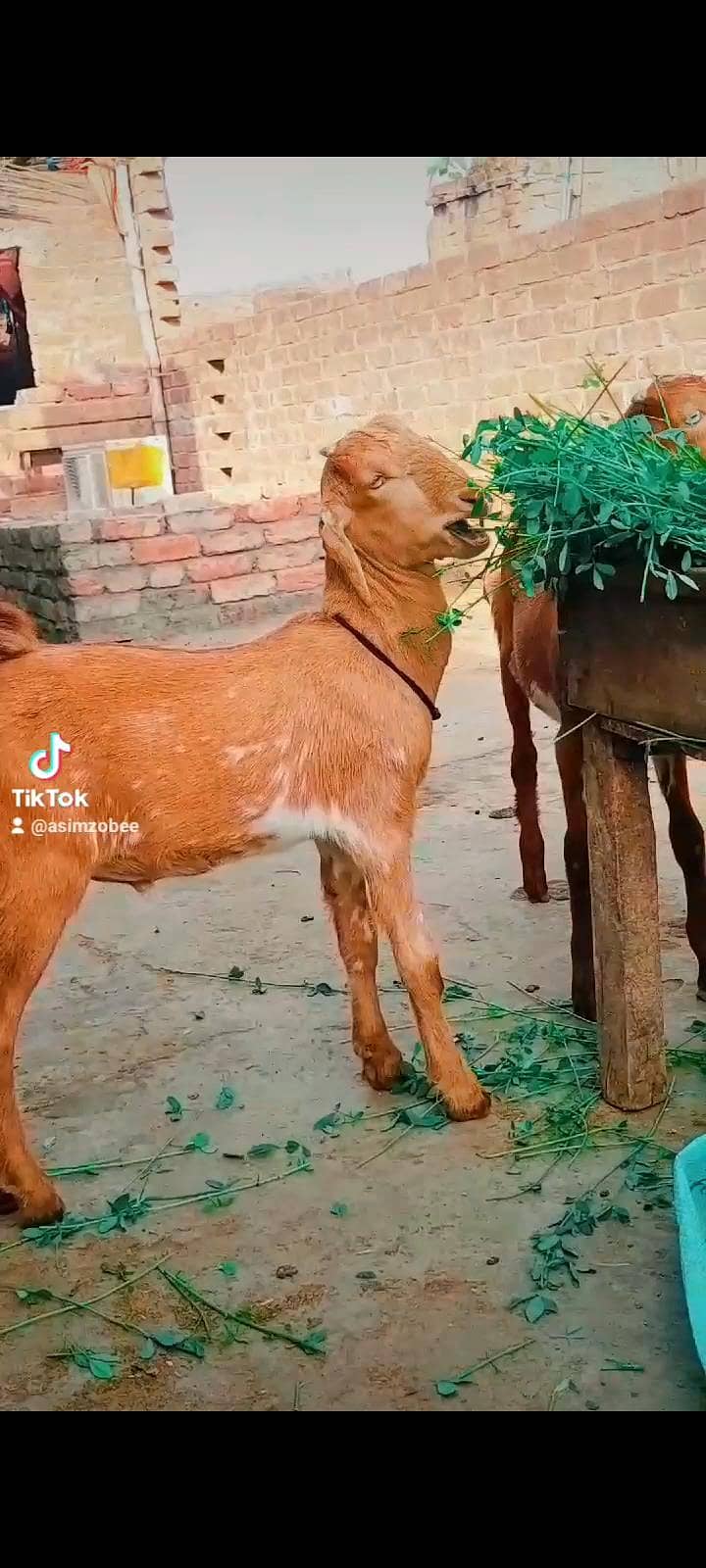 dasi bakra bacha 0