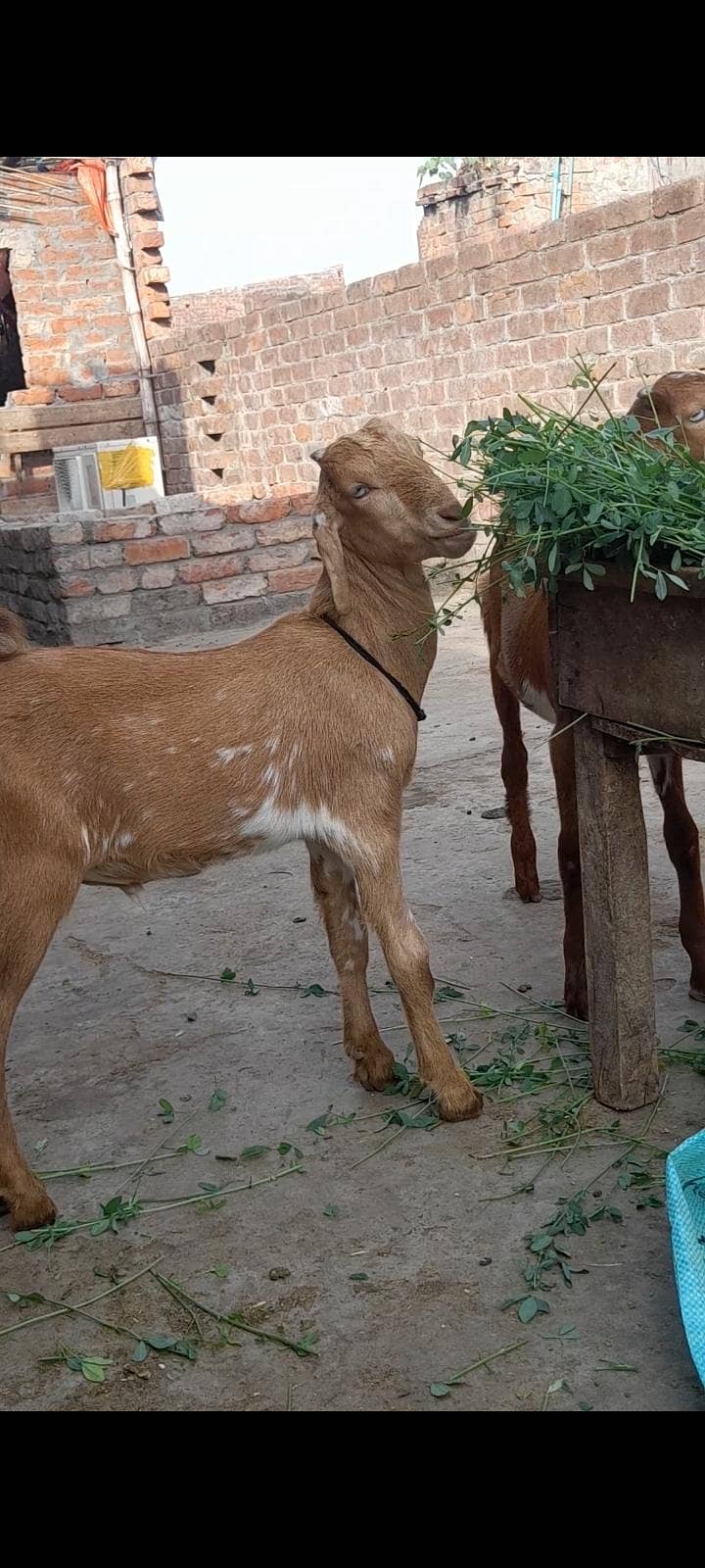 dasi bakra bacha 1