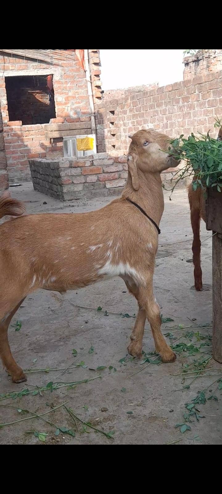 dasi bakra bacha 2