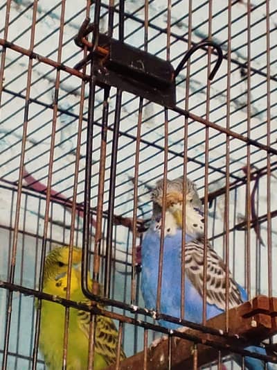 seeling female  Budgie parrots